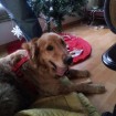 Max on his blanket under the Christmas tree in his foster home!