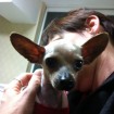 Bald Tiny Tim looks like a bat-eared fox! <3