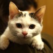 Kitten for adoption in South Korea