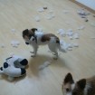 I think Pepper did this, but Poppy doesn't look too innocent! Kkkk.