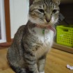 The mother, Sugar!
