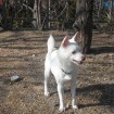 Snowy, a real nice dog.