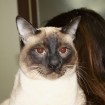 Siamese cat for adoption in South Korea