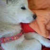 Korean jindo puppies for adoption.