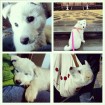 Cute Jindo puppy for adoption.
