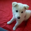 Cute jindo puppy for adoption.