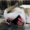 Big yawn.