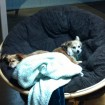 Napping with his foster sister, Gizmo.