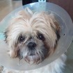 Look at those eyes. Shirley after spaying
