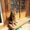 Pedigree certified German shepherd for adoption in Seoul