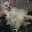 Poor Steve. This is what he looked like when he first came to the shelter.  He's had a tough life.