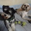 Pepper and her foster brother Wil