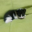 3 weeks old, abandoned kitten, female, white and black, precocious, likes attention