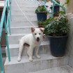 Jindo mix puppy