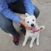 Jindo mix puppy