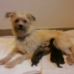 Proud Mãe & her tiny, 5-day-old pups.