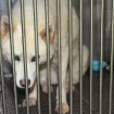 22 Aug 2013 - In her hospital cage. 