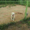 puppy in shelter yard