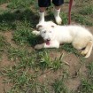 puppy laying down