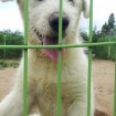 white puppy closeup