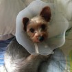 Wearing his cone of shame, post-neutering.