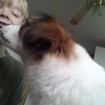 Molly is very friendly, she licked my son when he cuddled her