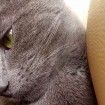 Russian Blue amazing coat