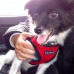 Frida on her way to her new foster home in Bundang.
