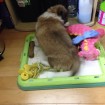 Peanut likes to put his toys on his pee pad tray