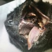 Bear's mouth with severe infection