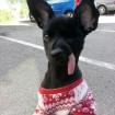 Bear lost half of his face, but still adorable!!! 
