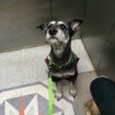 Patiently waiting in the elevator to go out for a walk