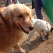 Frida and a new friend from the dog park <3