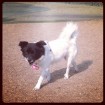 Happy Frida, running around at the dog park!