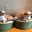 Woz and his new sister