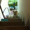 Look! I can climb the stairs!