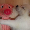 Eddie loves Mr. Oink.