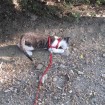 In the park on his leash.