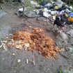 That was the food that the old lady threw at Coco and other 11 dogs to eat. 