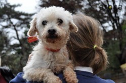 white poodle Snowflake 