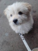 Santa's first on-leash steps