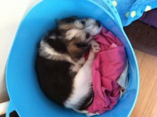 Curled up in the laundry basket :)