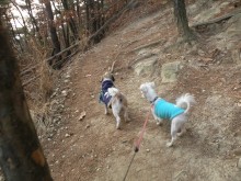 Hobble and Luna hiking