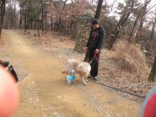 Hobble meets a Golden Retriever