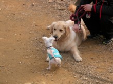 Hobble meets a Golden Retriever