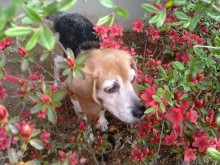 Beatty and the flowers.