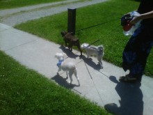 Charlie going for a walk with his new friends!