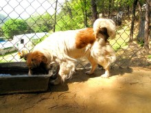 Lexie was super thirsty today because of the heat.