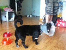 The day he was neutered...not sure what this cone is all about!