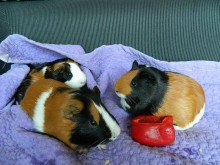 The first clue Bubba was male was that he was strutting around and grunting when he was introduced to his female roommates. His adopters flipped him over and looked and re-looked. And eventually felt he must be male due to his large grease glands - wow learning a lot about Guinea Pigs together, aren't we? ^^